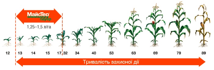 норми внесення майстер пауер